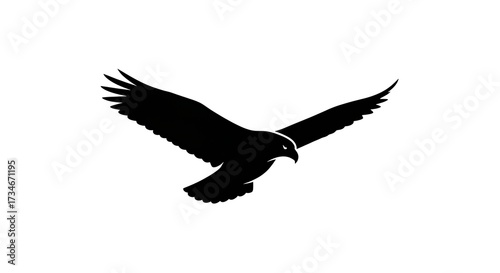Soaring eagle silhouette on white background