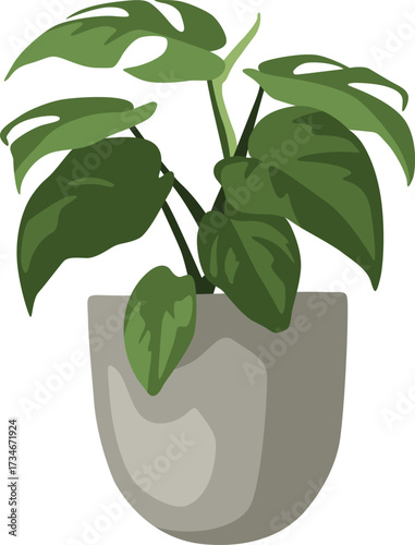 Illustration of a potted Monstera plant with large, green leaves in a grey, rounded pot.