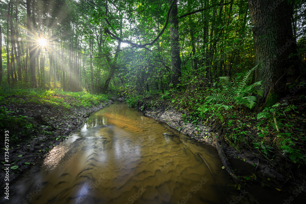 Obraz premium Green adler forest and small river at morning