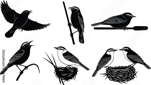 Bird silhouettes, flying posture, perched stance, nesting behavior, twig carrying, wildlife interaction, nature species, illustration set