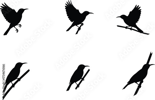 Bird silhouettes, landing sequence, flying posture, perched stance, wing spread, branch motion, wildlife species, nature illustration set
