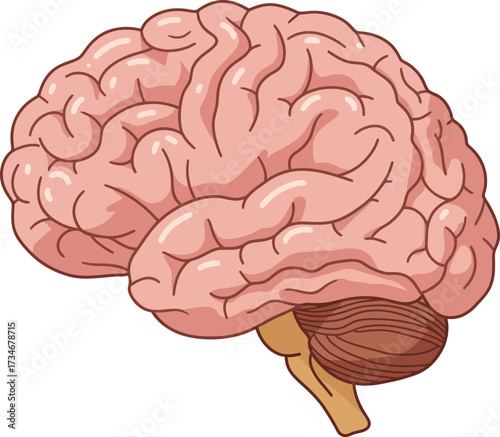 Detailed human brain anatomy showing cerebrum cerebellum and brainstem for medical education and science flat design vector illustration white background