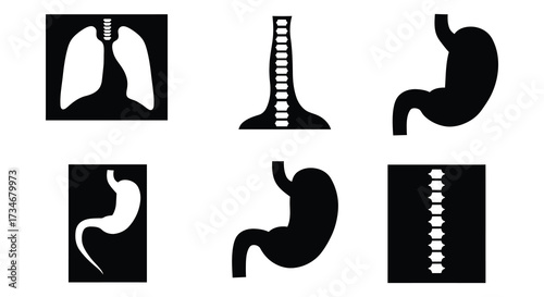 Illustrative depictions of human internal organs including lungs stomach and intestines