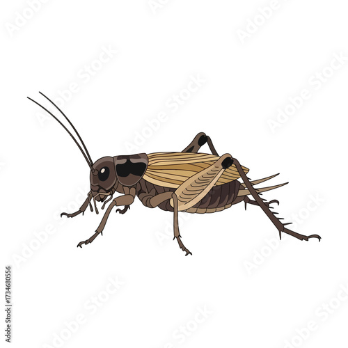 A detailed illustration of a cricket, showcasing its body structure and features in a side profile.