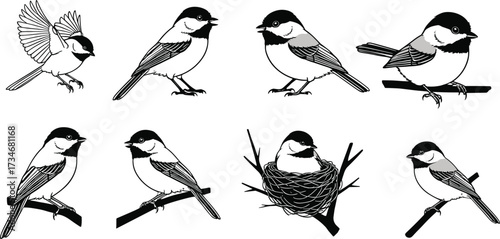 Chickadee bird illustrations, perched posture, flying stance, nesting behavior, small songbirds, detailed feathers, wildlife species, nature artwork set