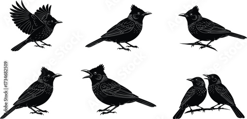 Crested bird silhouettes, perched posture, flying stance, singing call, paired birds, branch resting, wildlife motion, nature illustration set