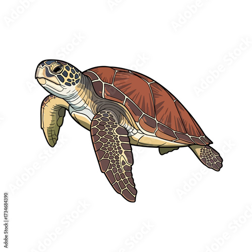 Illustration of a sea turtle, showcasing its shell, flippers, and head, swimming in the ocean.