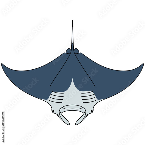 Stylized top-down illustration of a dark blue manta ray with light grey underside and cephalic fins.