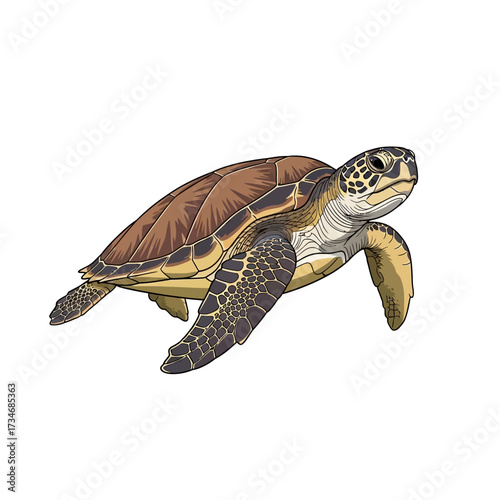Illustration of a sea turtle swimming with a brown shell and mottled flippers.