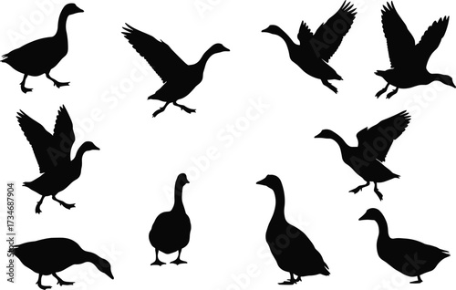 Goose silhouettes, flying geese, standing posture, wing spread, landing pose, waterfowl birds, wildlife motion, nature illustration set