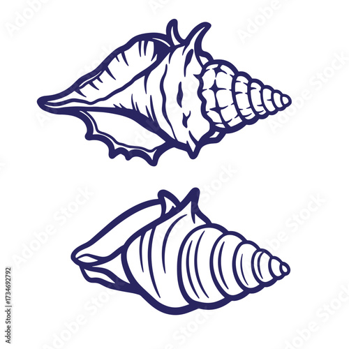 Elegant vector illustration of two detailed seashells on a clean white background