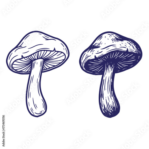 Hand drawn detailed outline illustration of two mushrooms with textured linework on white background