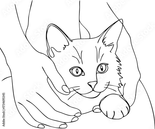 Continous line drawing line art a kitten held gently in human hands animal