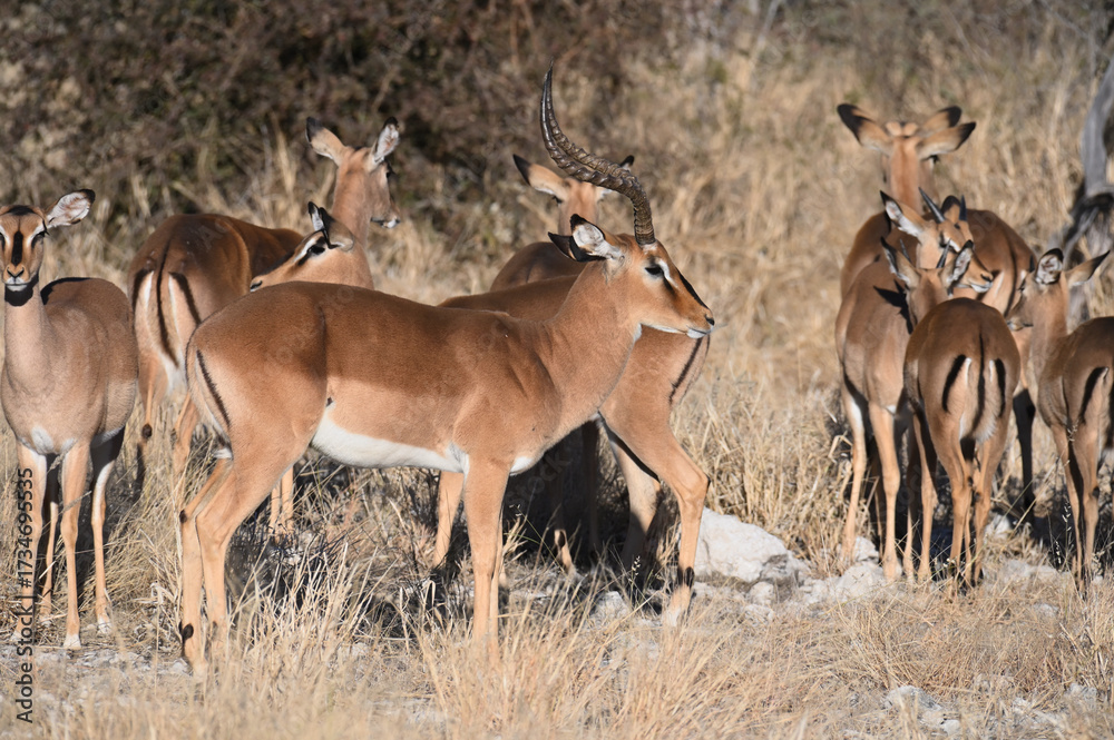 Fototapeta premium Black-faced impalas