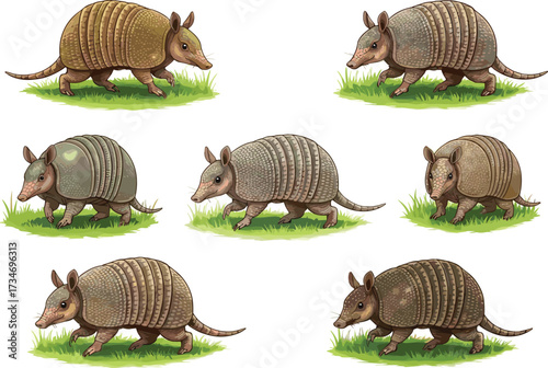Armadillo animal illustration collection, wildlife character drawing, exotic mammal artwork, cartoon armadillo design, nature grass background vector