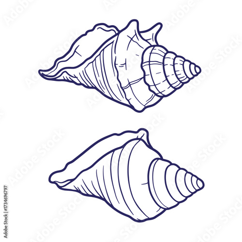 Two detailed navy blue line art illustrations depicting beautiful seashell conchs on white background