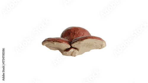  Reishi health mushroom isolated on transparent background 