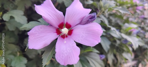 pink and purple