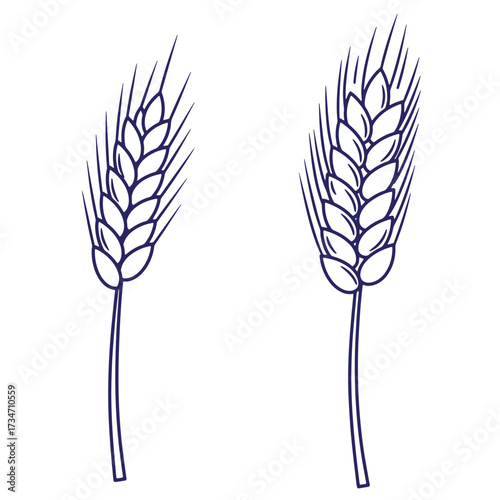 Elegant line art illustration of two wheat stalks for agricultural and food related designs
