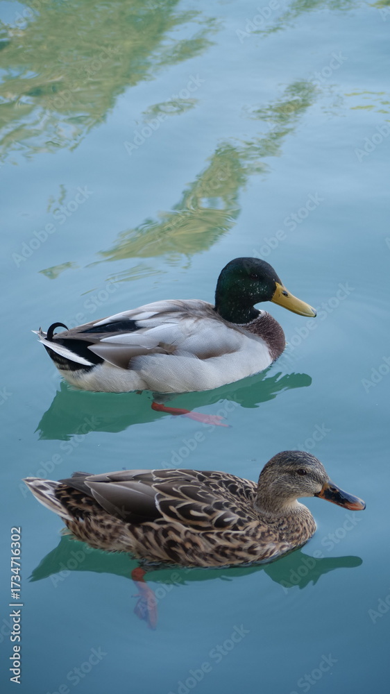 Fototapeta premium duck on the water