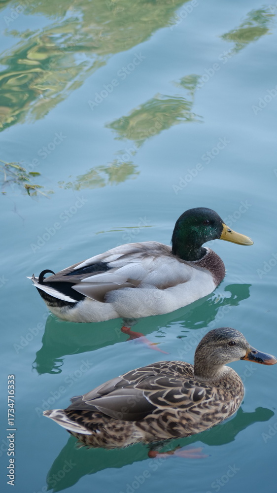 Fototapeta premium duck on the water