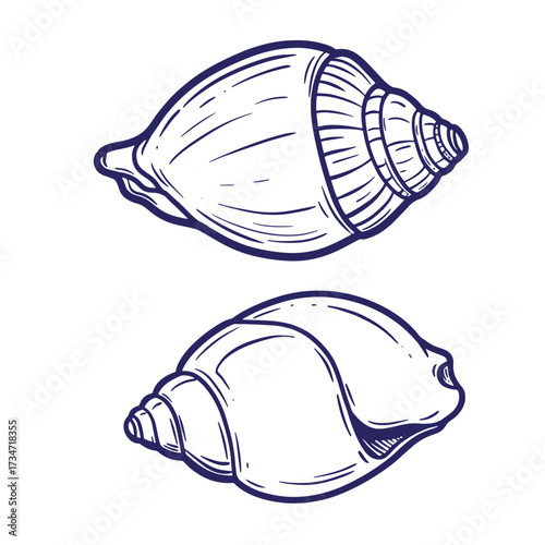 Two detailed dark blue outlined conch shells on a white background