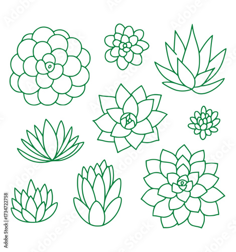 Collection of Green Line Art Succulent Plant Illustrations