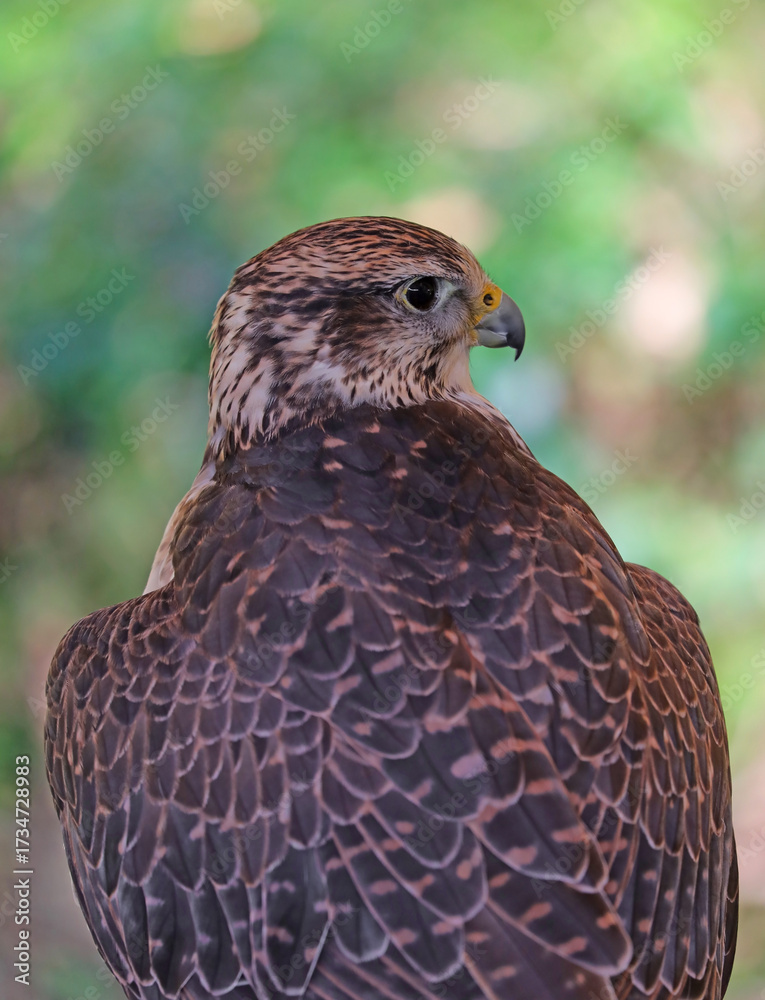 Obraz premium Falcon bird with hooked beak and green background