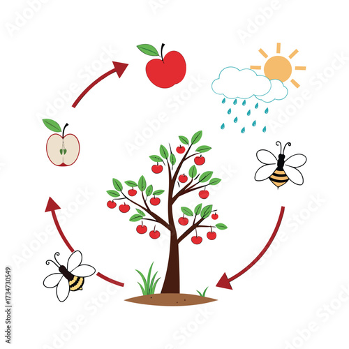 Apple Tree Life Cycle with Bees and Weather Illustration Diagram