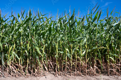 pole z kukurydzą