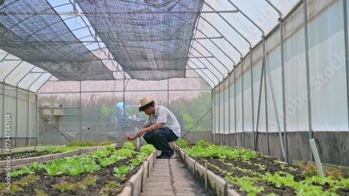 Young male farmer inspecting organic vegetables and planting a sign in a greenhouse. checking the growth of his organic salad and setting up labels. Agriculture business  in greenhouse.