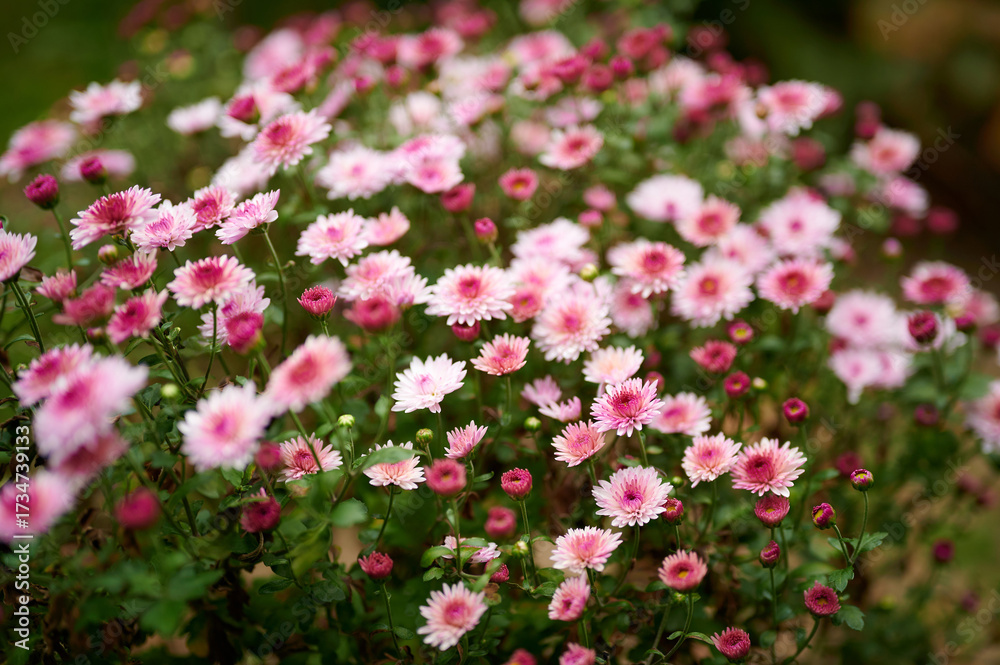 Fototapeta premium Pink daisy flowers blossoming in garden
