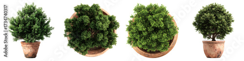Set of top-down view of evergreen tree in terracotta planter, isolated on transparent background.