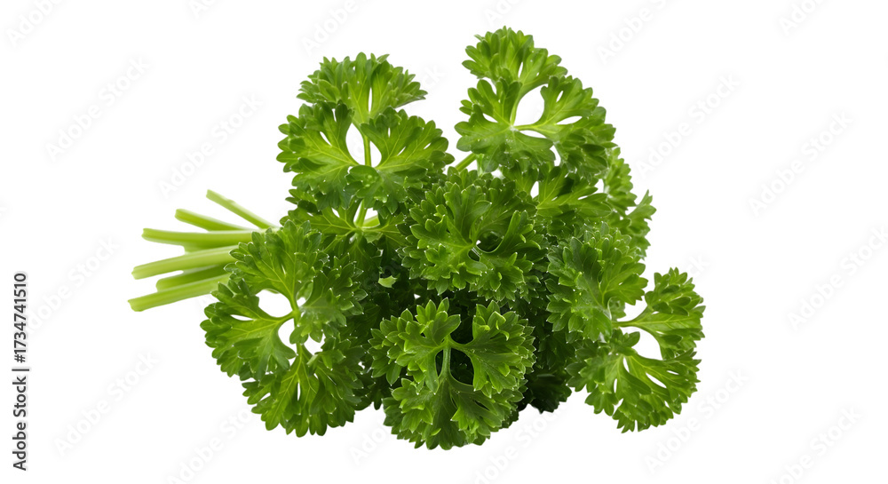 Fototapeta premium Fresh, vibrant curly parsley bunch with green stems, isolated on white background