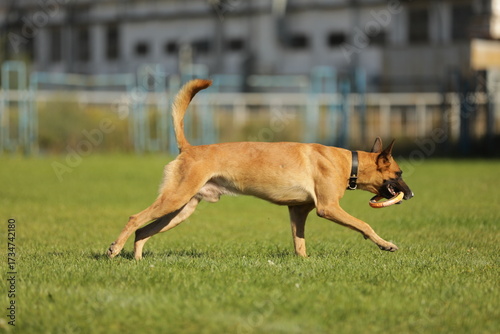 Malinois playing on the green grass 