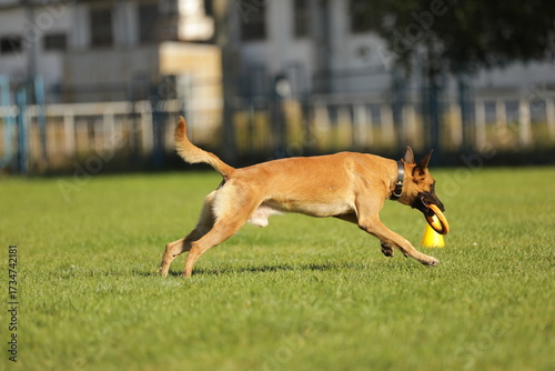 Malinois playing on the green grass 