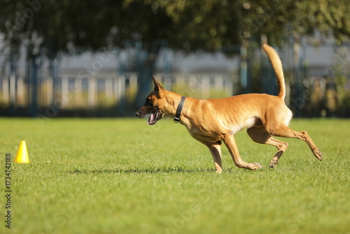 Malinois playing on the green grass 