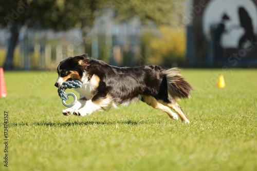 border collie playing with ball