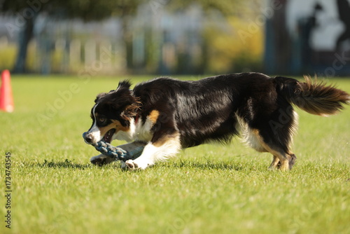 border collie playing with ball