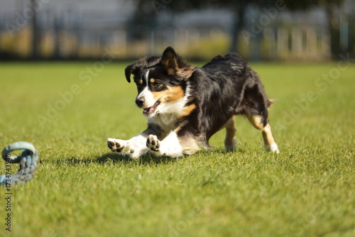 border collie playing with ball