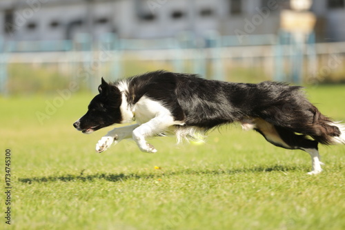 border collie playing with ball