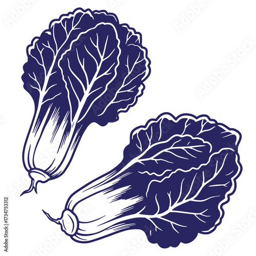 Artistic two blue pak choi vector illustration depicting fresh and organic healthy food