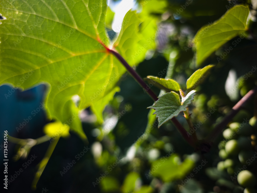 Fototapeta premium Close-up of fresh green grapevine leaves in sunlight with soft background blur, symbolizing nature, organic growth, vineyard life, and healthy natural environment.
