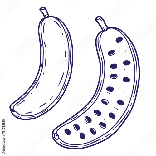 Hand drawn illustration of a cucumber fruit showing the outline and seed detail elements