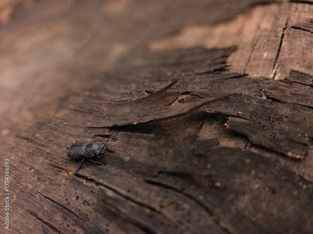 Fototapeta premium Macro shot of a stag beetle on rough wooden bark surface in natural forest environment, detailed insect photography with rustic textures.