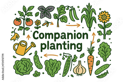Companion Planting Doodle. Companion planting. Hand-drawn doodle illustration of Companion planting. tomato