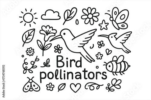 Bird Pollinator Doodle. Bird pollinators. Hand-drawn doodle illustration of Bird pollinators. In the middle,