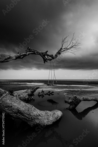 tree on the beach and a swing