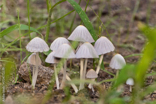 Hongos