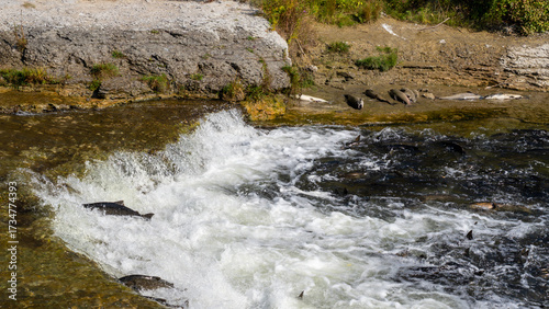 Thousands of Chinook and Coho salmon swimming upstream from Lake Ontario into the Ganaraska River to spawn in September. Port Hope, Ontario, Canada. 